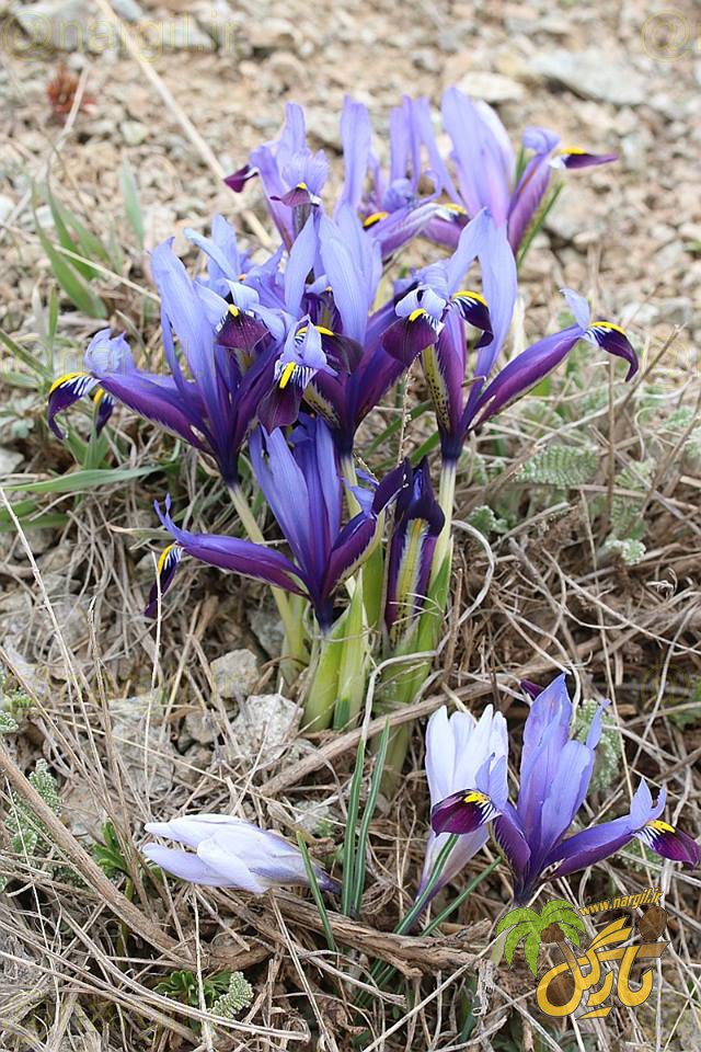 زنبق توری - گیاهان بومی ایران